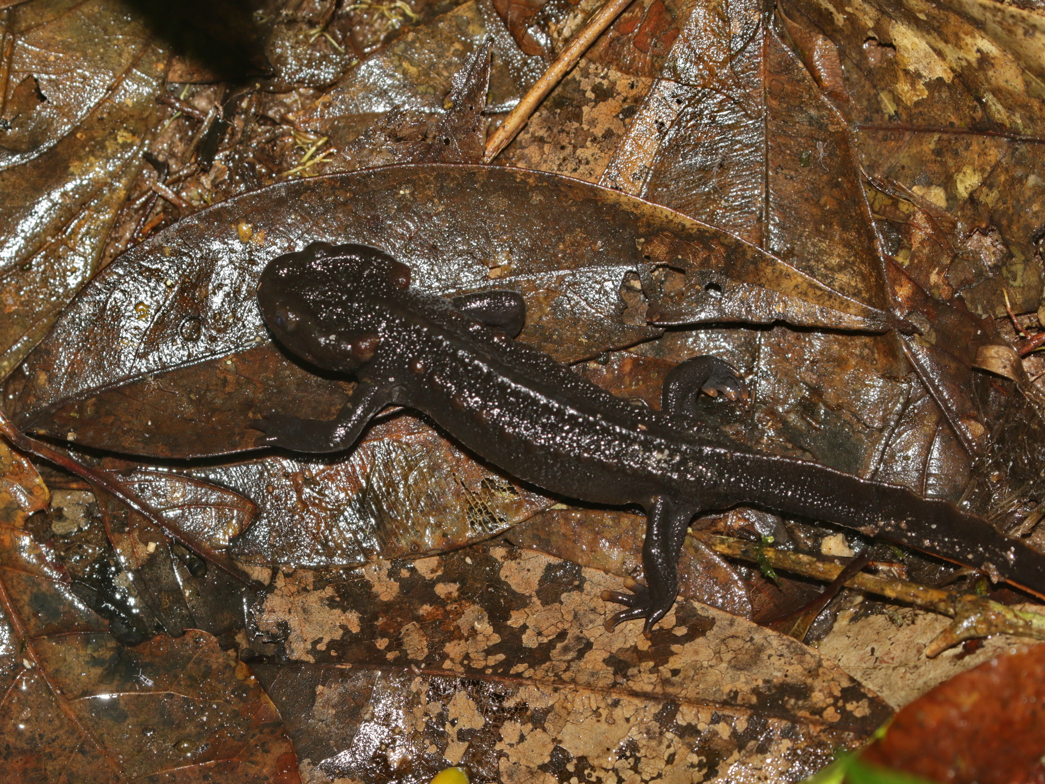 Panha's Crocodile Newt, Tylototriton panhai