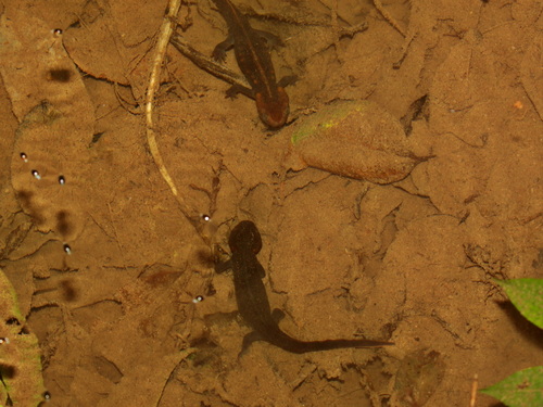 Panha's Knobby Newt, Tylototriton panhai