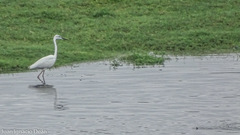 Ardea alba