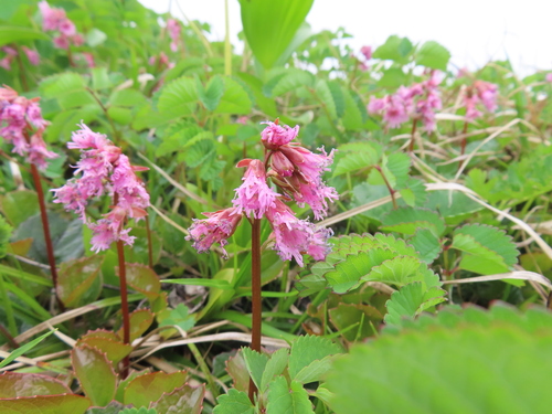 Fringebell (Schizocodon soldanelloides)