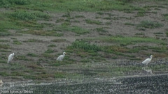 Bubulcus ibis coromandus