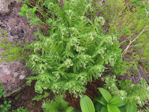 Polystichum microchlamys iNat (3)