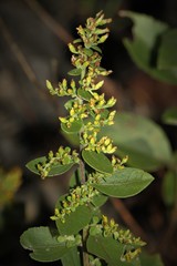 Solidago drummondii