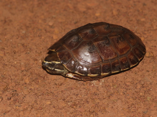 Isan Snail-eating turtle, Malayemys khoratensis