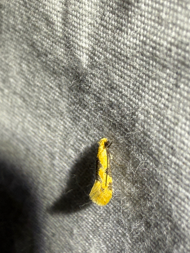 Yellow Wave Moth photo 5