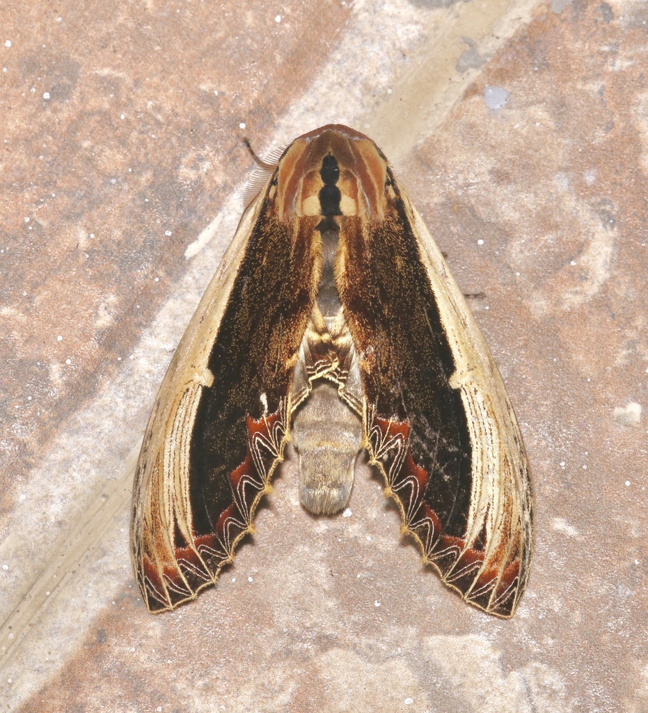 Truncaptera gigantea