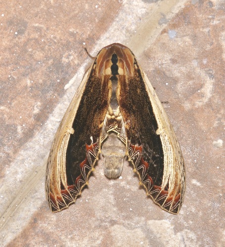 Truncaptera gigantea