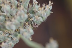 Spodoptera pulchella