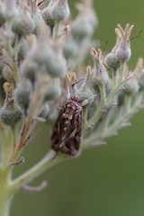 Spodoptera pulchella