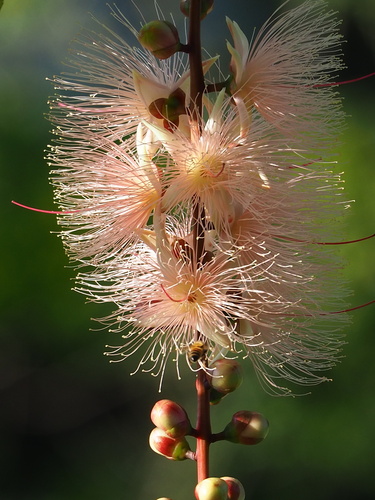 Barringtonia