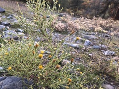 Heterotheca oregona