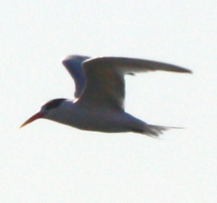 Thalasseus elegans