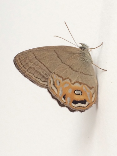 Splendeuptychia libitina