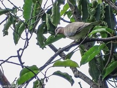 Streptopelia senegalensis