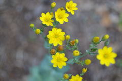 Blackstonia perfoliata
