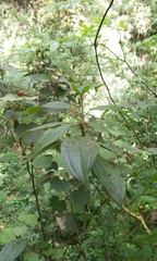 Miconia oligotricha
