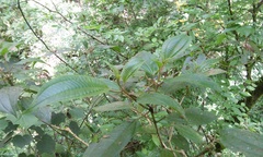 Miconia oligotricha
