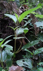 Miconia oligotricha
