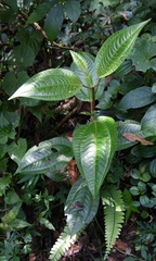 Miconia oligotricha