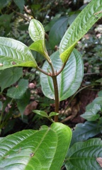 Miconia oligotricha