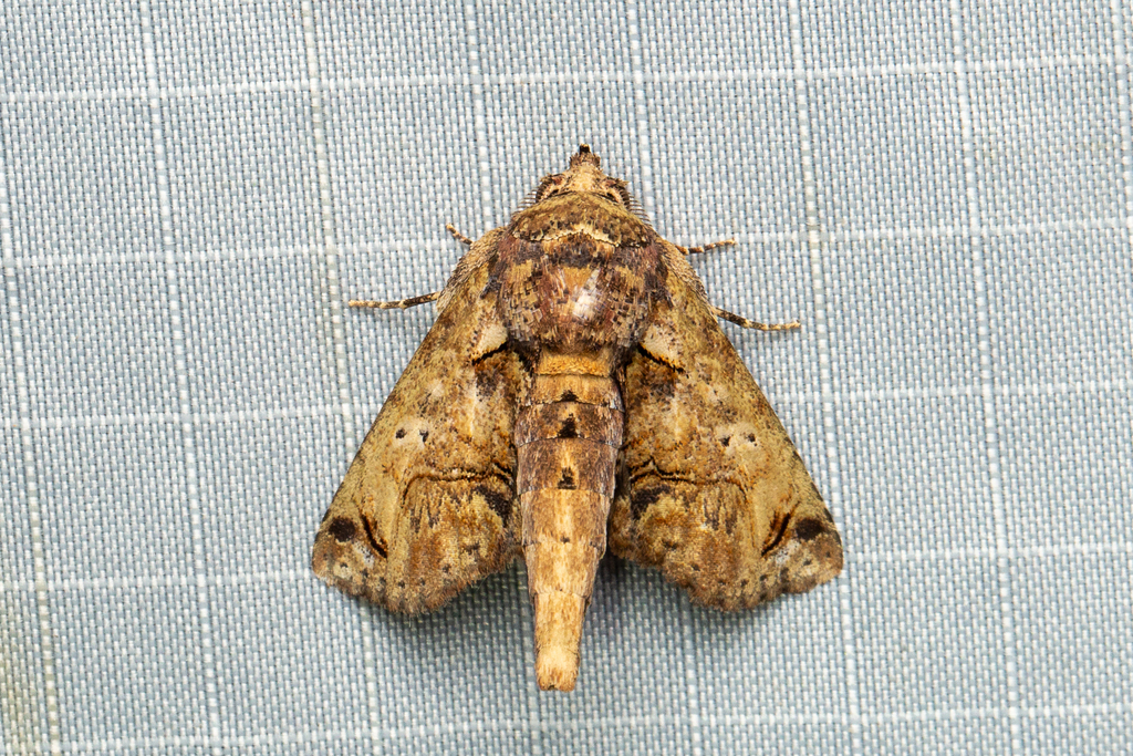 Paectes gertae