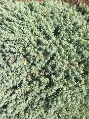 Nolana crassulifolia