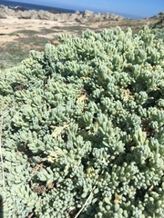 Nolana crassulifolia