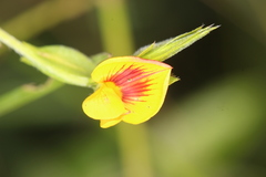 Zornia diphylla