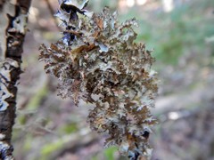Tuckermanopsis sepincola
