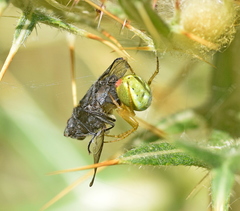 Araniella opisthographa