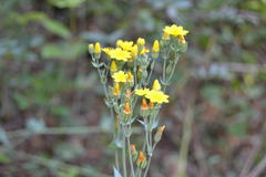 Blackstonia perfoliata