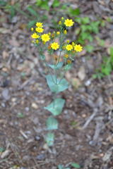 Blackstonia perfoliata