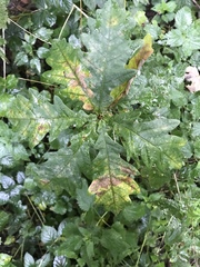 Quercus robur