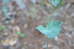 Blackstonia perfoliata