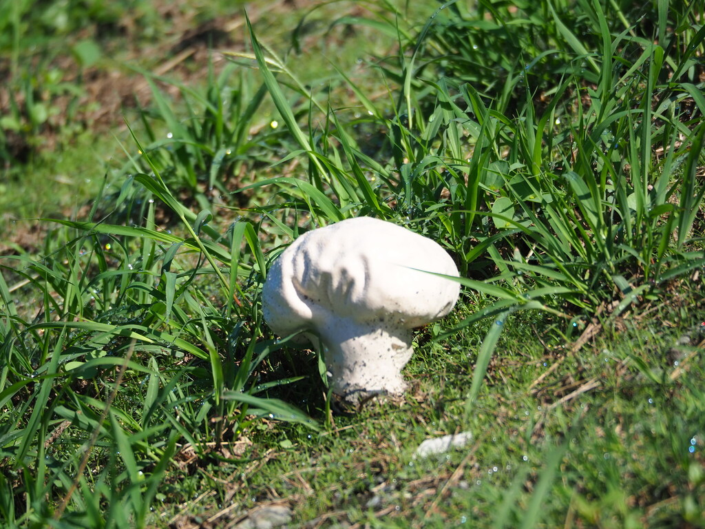 Calvatia lilacina · May 2025 · photo: © leaf0605 (iNaturalist, cc0)