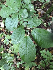 Prunus avium