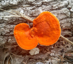 Pycnoporus sanguineus image