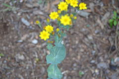 Blackstonia perfoliata