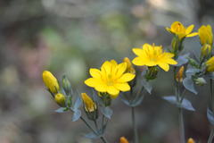 Blackstonia perfoliata