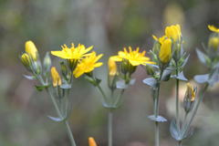 Blackstonia perfoliata