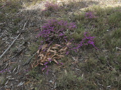 Drosanthemum ambiguum