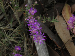 Drosanthemum ambiguum