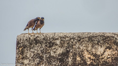 Acridotheres tristis