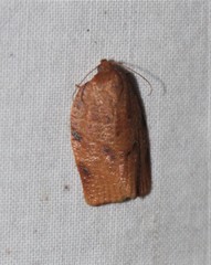 Choristoneura obsoletana