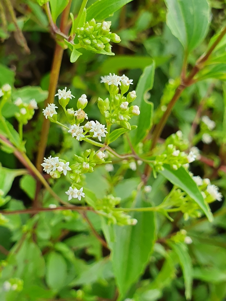 Estevia