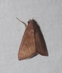 Anomis illita