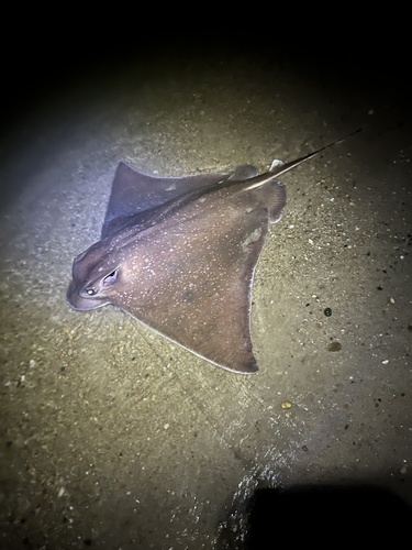 Blue-nosed ray (Myliobatis freminvillei) — Myliobatidae — 3