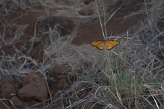 Danaus chrysippus dorippus