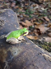 Hyla avivoca