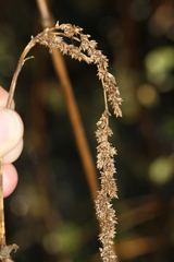 Carex decomposita